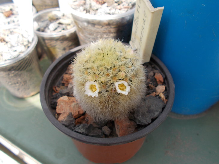 Mammillaria carmenae.JPG