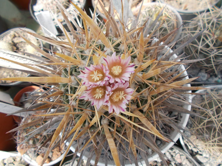 Echinofossulocactus longispinus.JPG