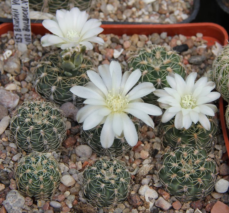 G.bruchii VG1163