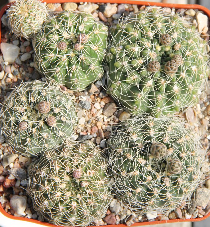 G.gerthii VG297