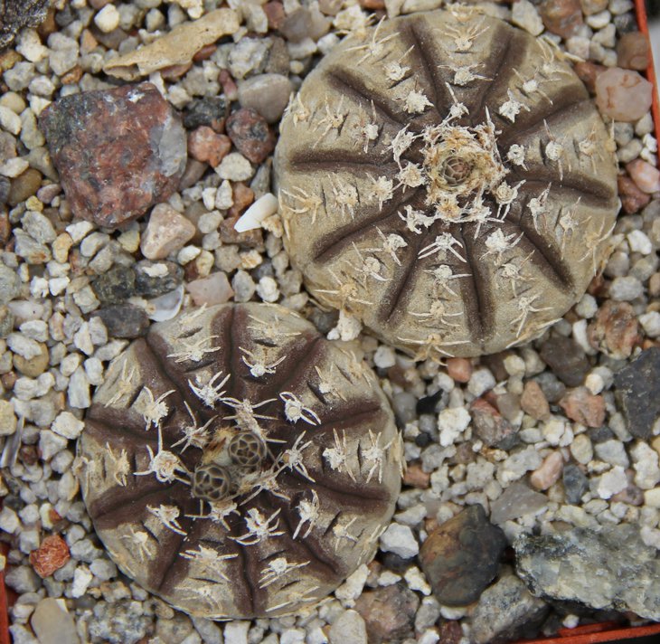 G.ragonesii