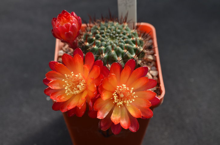 Sulcorebutia tiraquensis SE 128