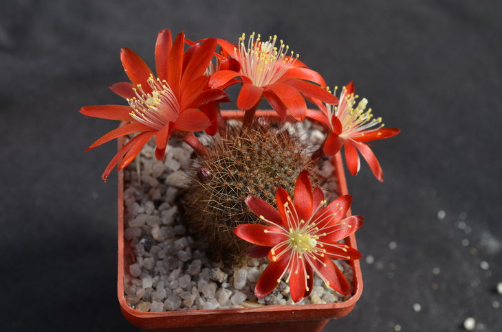 Aylostera fulvise