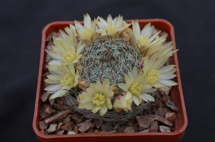 Mammillaria nana