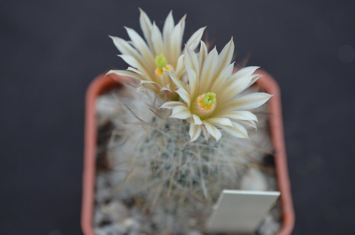 Escobaria bella