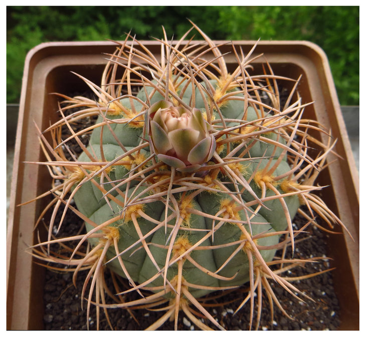 G.cardenasianum