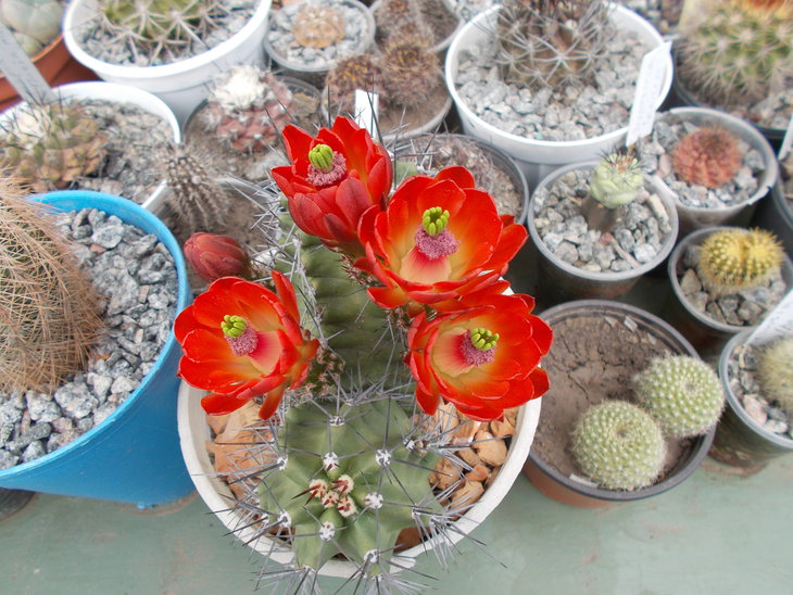 Echinocereus aff triglochidiatus.JPG