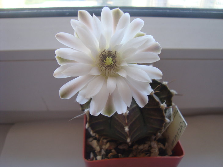 Gymn. friedrichii v. fleischerianum