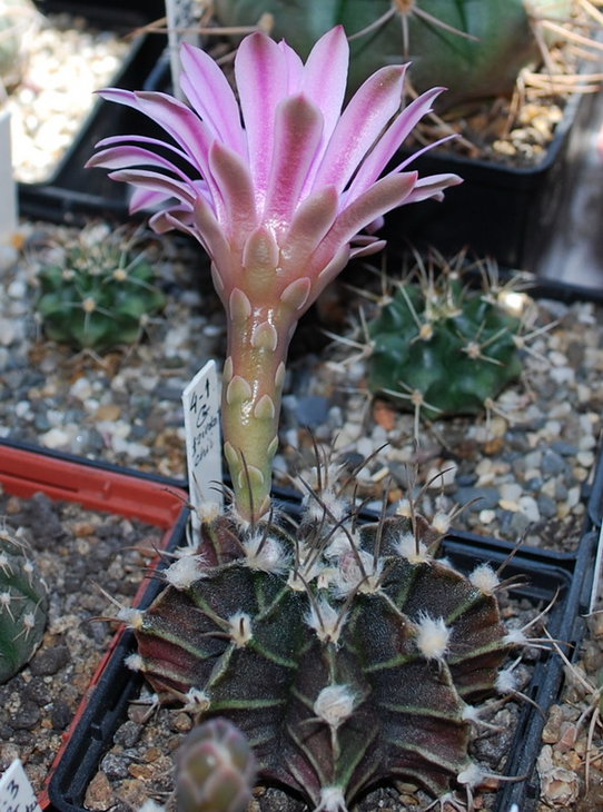 DSC_2410   G. friedrichii.jpg
