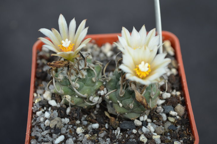 Turbinicarpus Schmiedickeanus Ssp. Klinkerianus Lilinkeuiduus