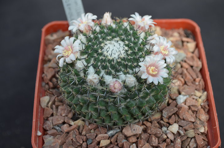 Mammillaria formoza