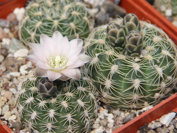 G.bruchii LB1085