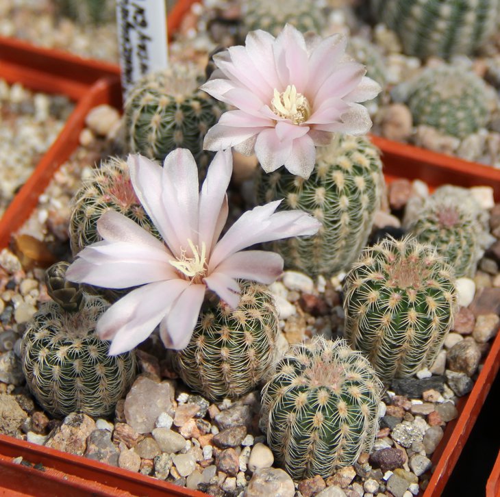 G.bruchii pawlovsky VG345