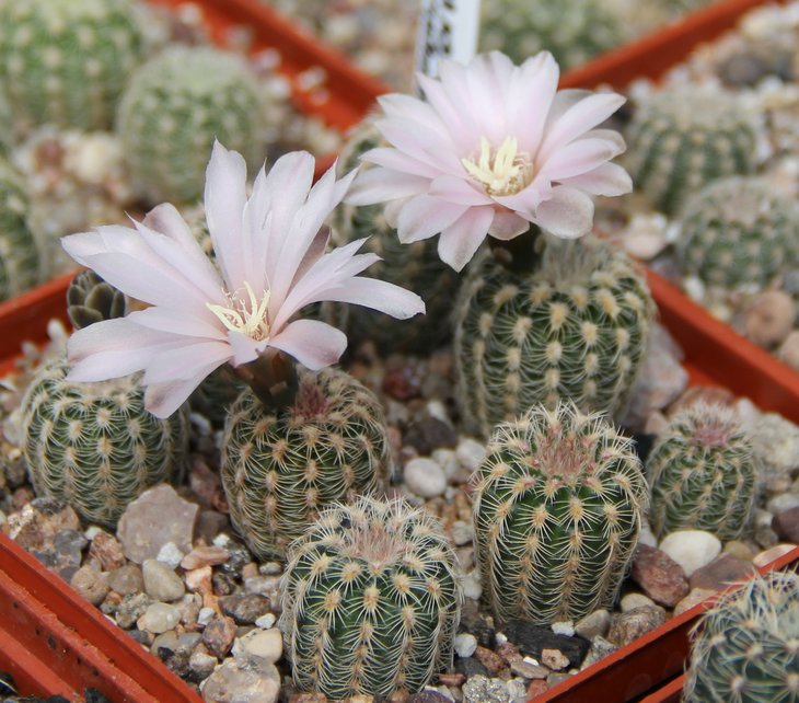 G.bruchii pawlovsky VG345