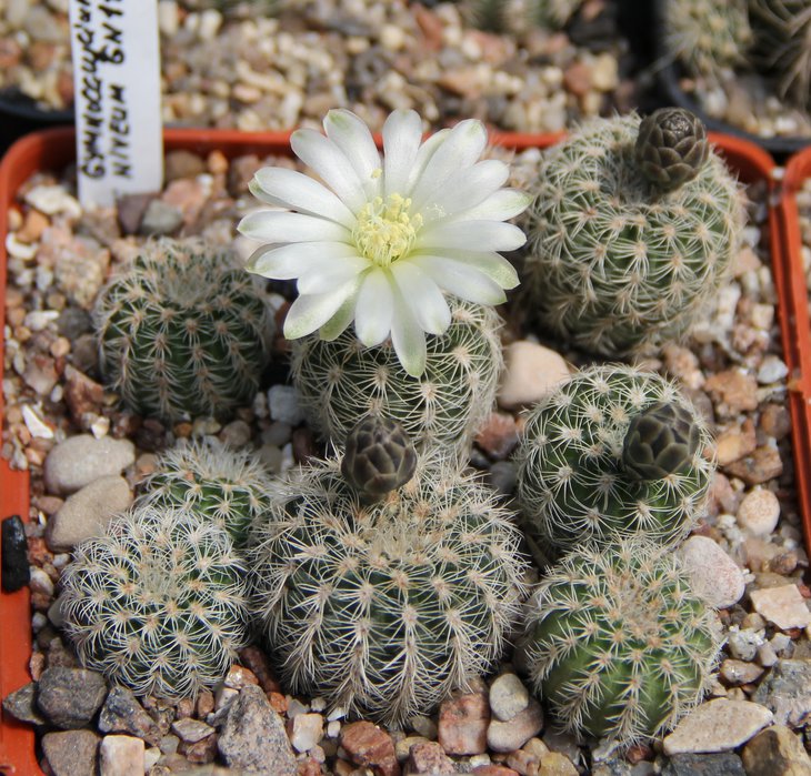 G.bruchii niveum GN1140