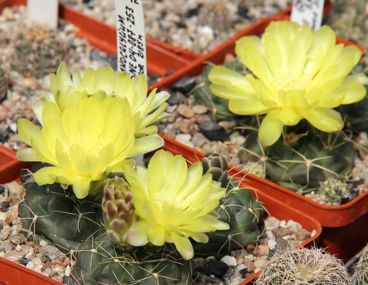 G.andreae SNE04-087-253 EL Condor 2185m BERCHT1863