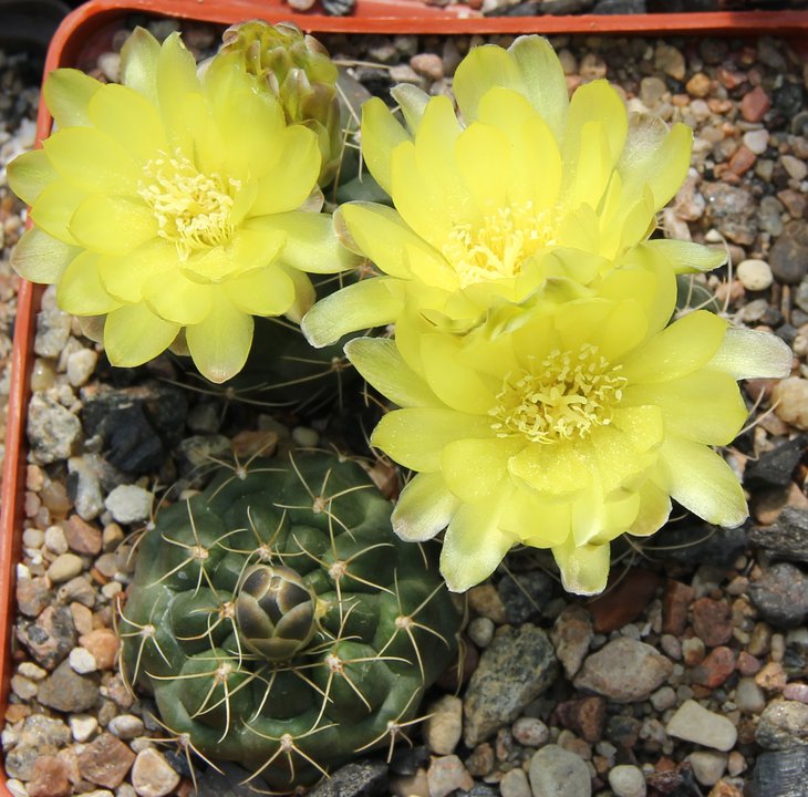 G.andreae SNE04-087-253 EL Condor 2185m BERCHT1863