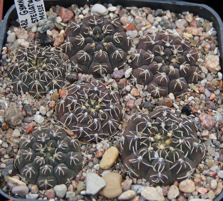 G.stellatum STO648