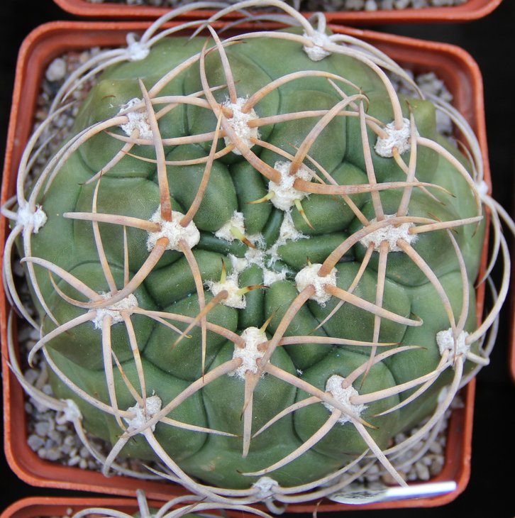 G.schuetzianum FR430