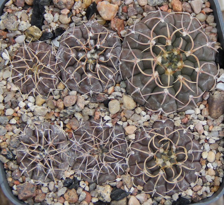 G.aff. stellatum VG312