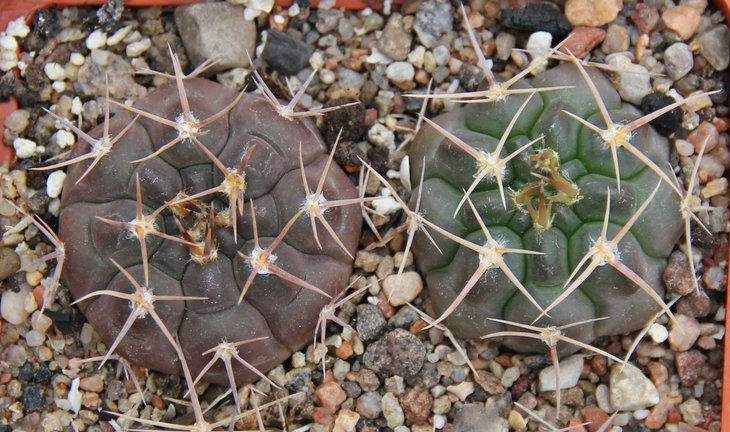 G.prohazkianum var. VG061 Los Algarrobos 660m