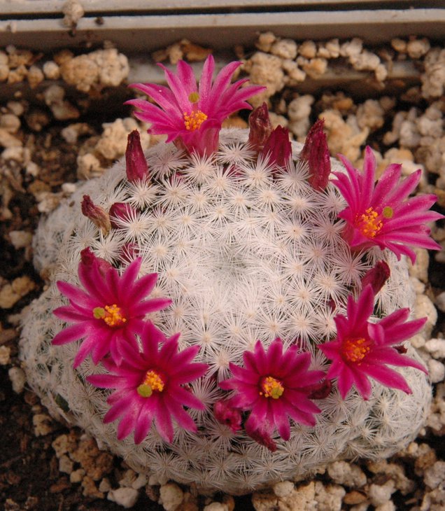 Mammillaria humboldtii