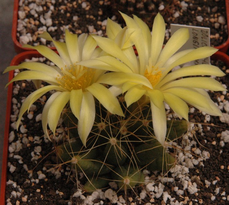 Dolichothele longimamma