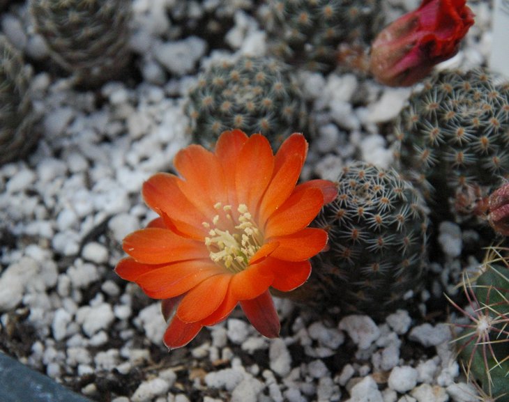 Medeolobivia pygmaea v. polypetala WR 301