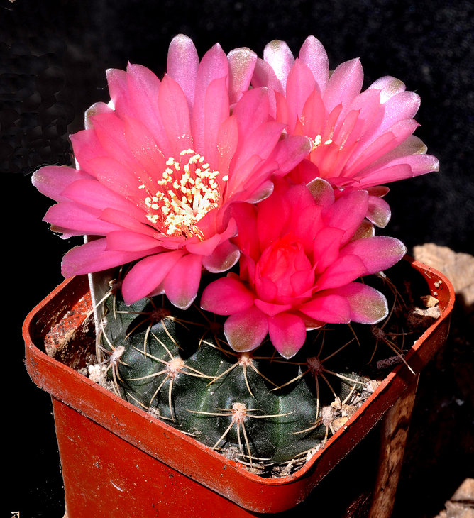 DSC_0014ф.jpg