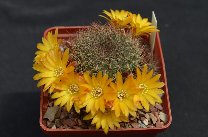 Sulcorebutia menesesii