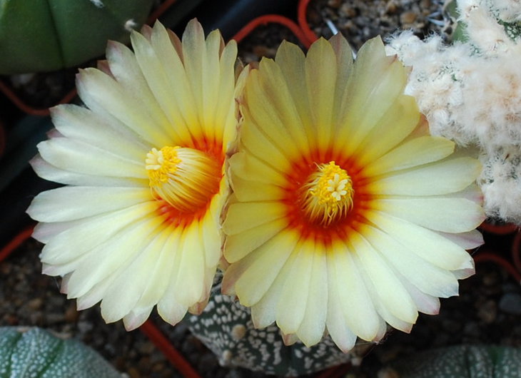DSC_2502   COASCapSK.jpg