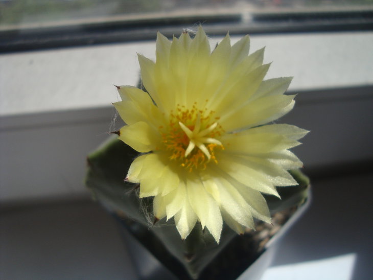 Astr. myriostigma v. nudum