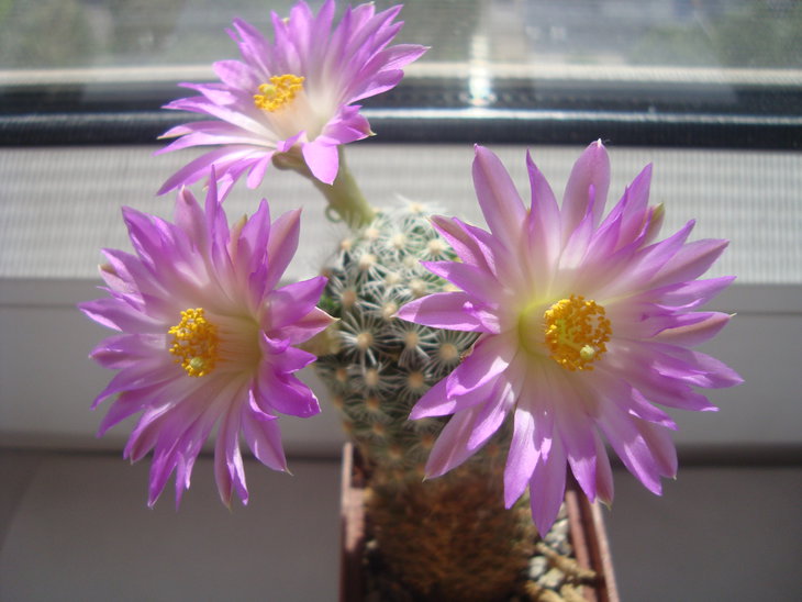 Mamm. roczekii