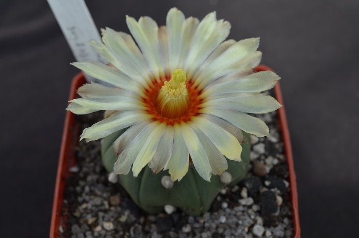 Astrophytum asterias nudum