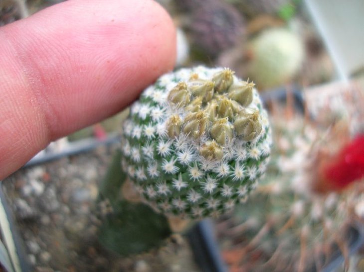 DSCN9608.JPG