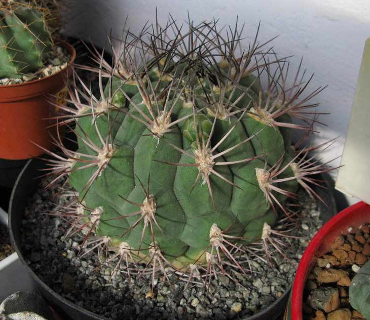 Brachicalycium  tilcarense