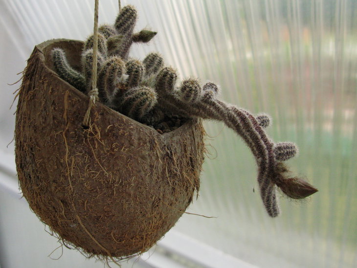 Chamaecereus silvestrii
