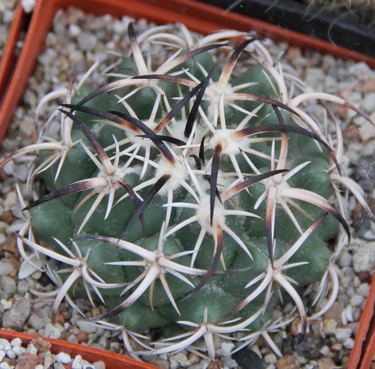 C.tripugionacantha L1464.JPG