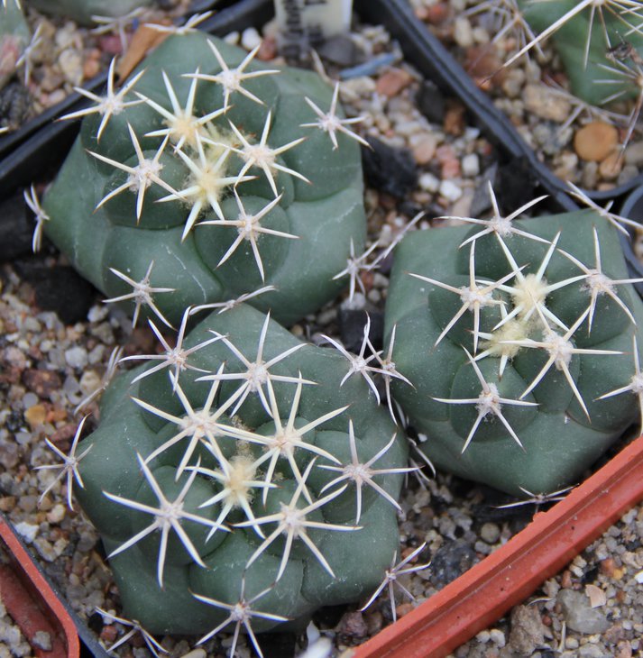 C.scheerii DJF1326.JPG