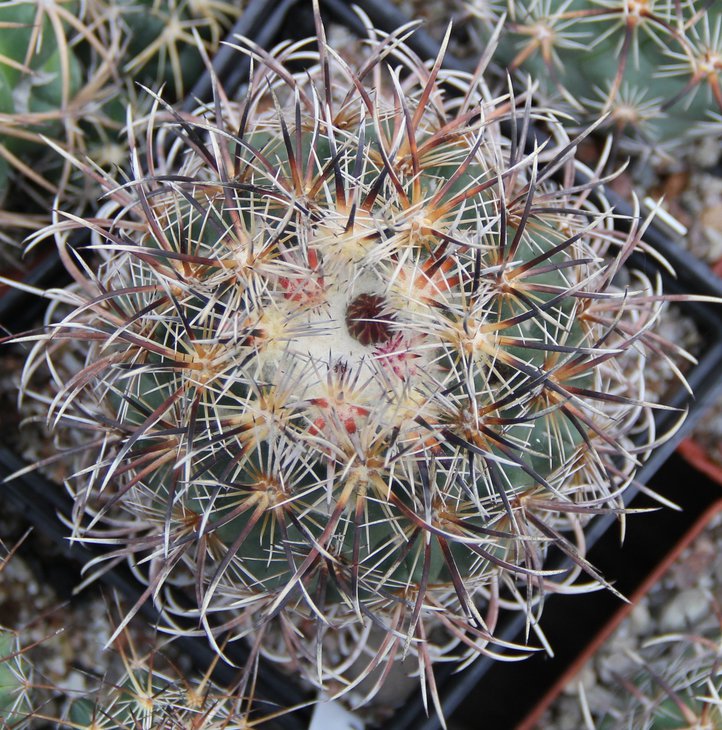 C.kracikii KKR339.JPG