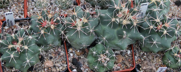 C.scheerii SB260.JPG