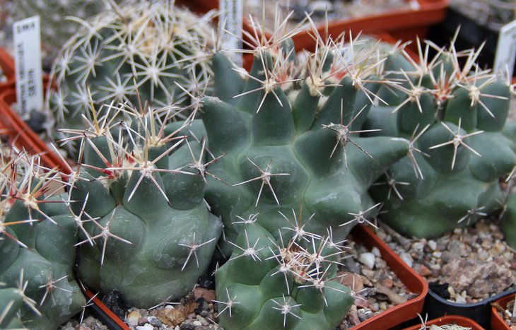 C.scheerii SB260..JPG