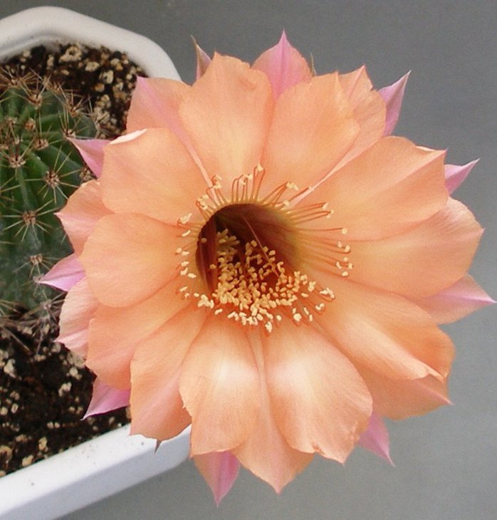 Echinopsis hybr.jpg