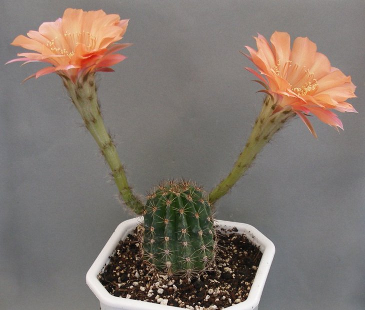 Echinopsis hybr,.jpg