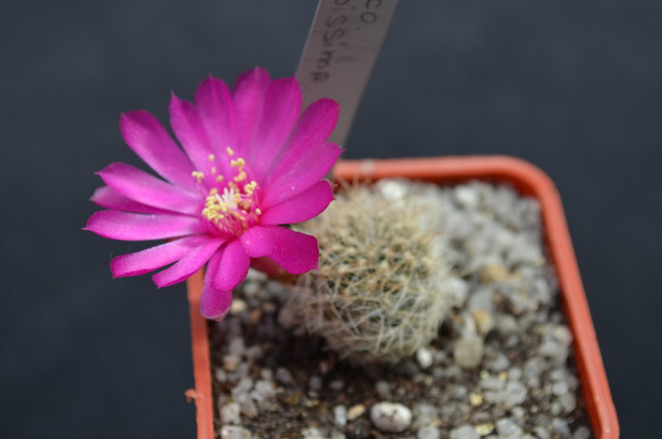 Sulcorebutia albissima