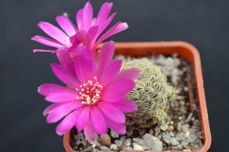 Sulcorebutia albini-albida KK1214