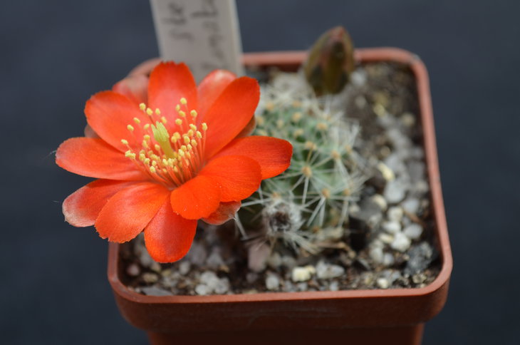 Lobivia steinmanii applanata R486