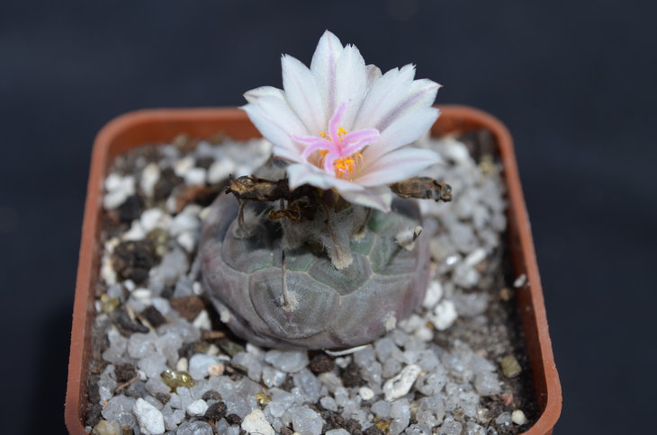 Turbinicarpus polaskii La Bonita