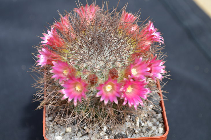Mammillaria из Сельпо опять )