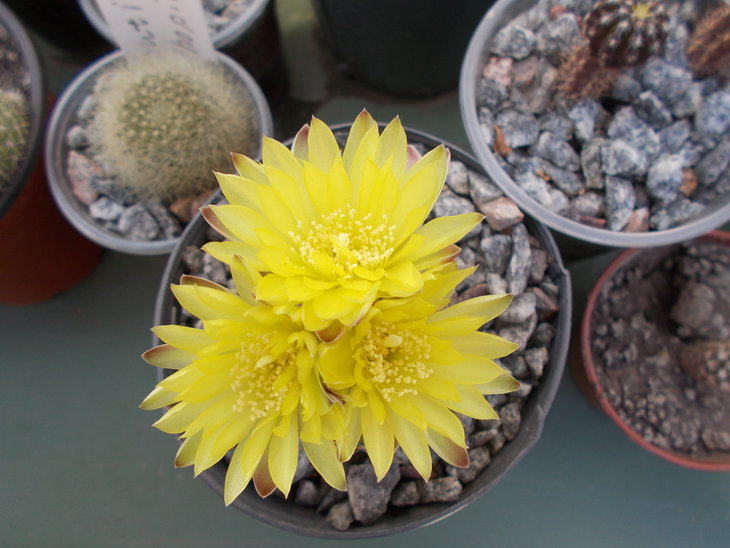 Gymnocalycium andreae.JPG